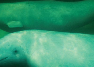 Kaakuluk Issue 2: Beluga Whales (Inuktitut)