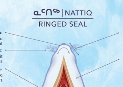 Parts of a Seal Poster