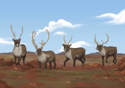 ᓂᕐᔪᑎᑦ ᑎᑎᕋᐅᔭᖅᓯᒪᔪᑦ: ᑐᒃᑐᒃ Animals Illustrated: Caribou