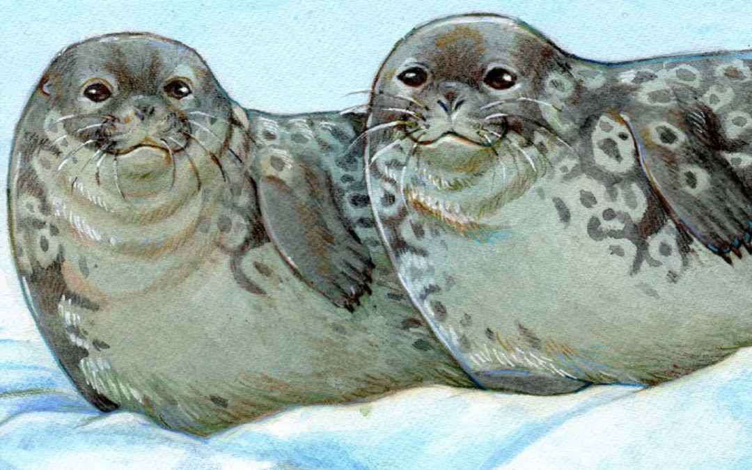 ᓂᕐᔪᑏᑦ ᑎᑎᕋᐅᔭᖅᓯᒪᔪᑦ: ᓇᑦᑎᖅ Animals Illustrated: Ringed Seal